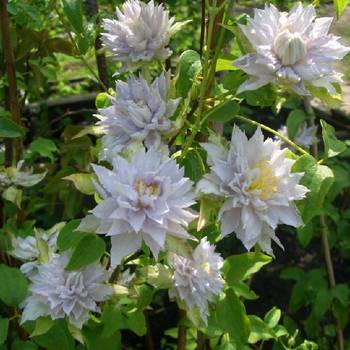 Клематис ‘Dancing King’ (Clematis ‘Dancing King’)